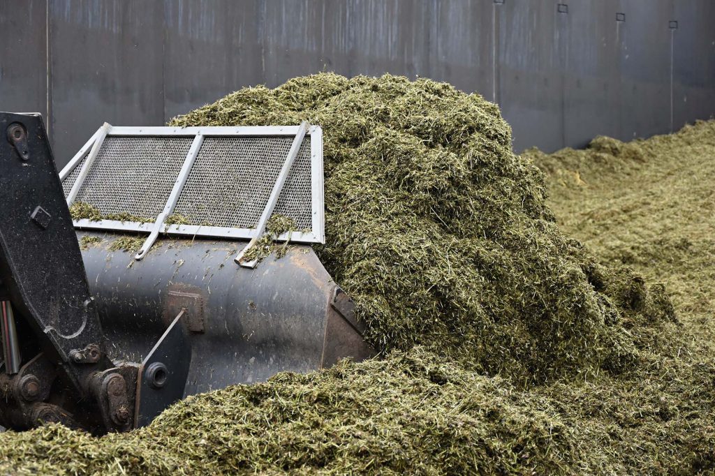 A close-up of a heavy-duty loader scooping up fresh silage in a bunker silo, with finely chopped forage spilling over the edges.