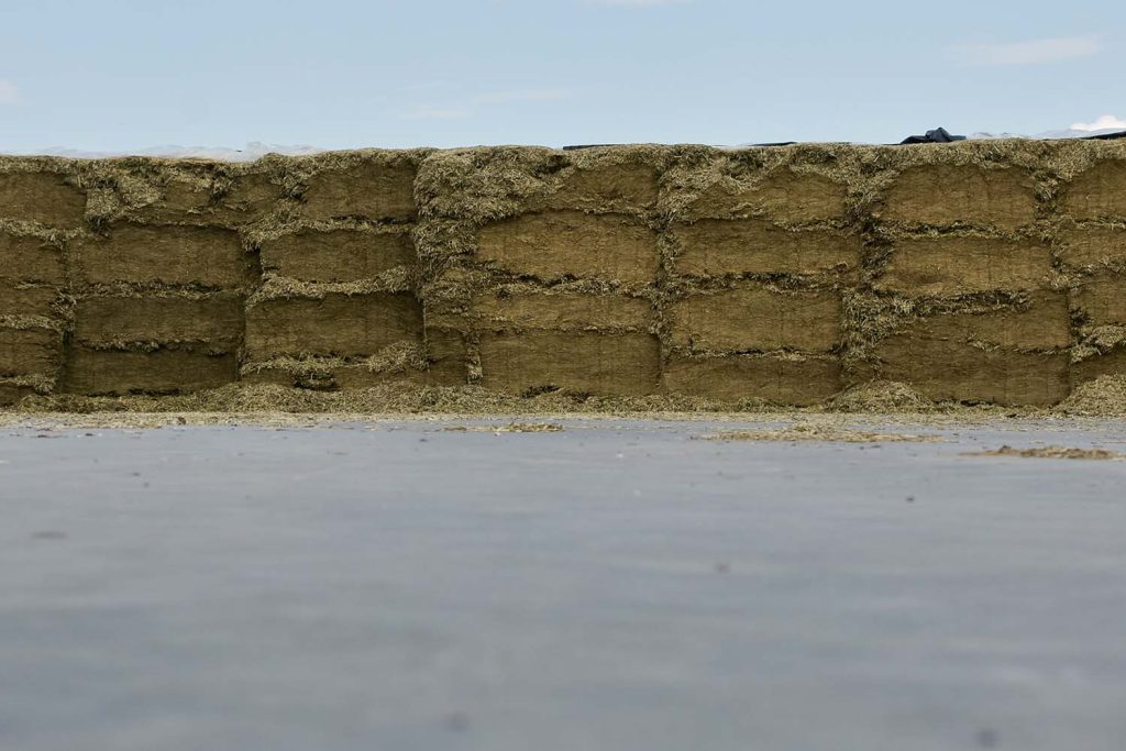 A close-up view of a bunker silo with tightly packed silage stacked in layers, showing the compacted forage used for livestock feed.