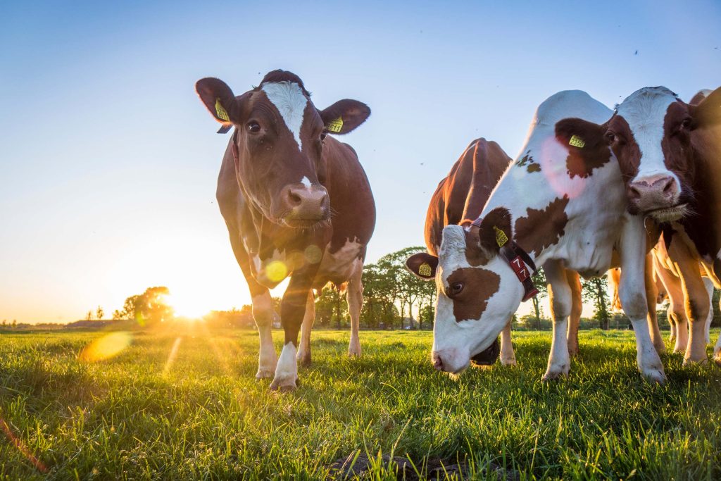 A group of cows standing in a sunlit field, close to the camera, with a bright blue sky in the background. The sunlight highlights their features and casts soft shadows on the grass.
